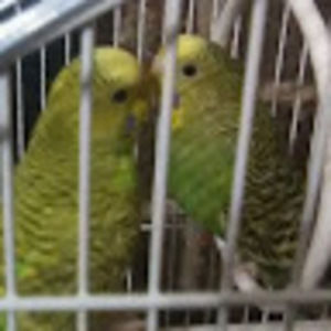 Meet your Posher, Miley